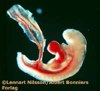 Week 4: Embryo is about 1/6 inch long and has developed a head and a trunk.