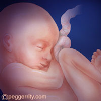 Week 24: Fetus is about 9 inches from head to rump and weighs about 2 pounds.