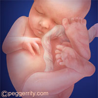 Week 30: Fetus is about 11 inches from head to rump and weighs more than 3 pounds.